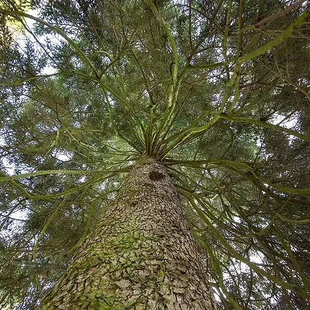 Kurhaushotel Szálloda 3*